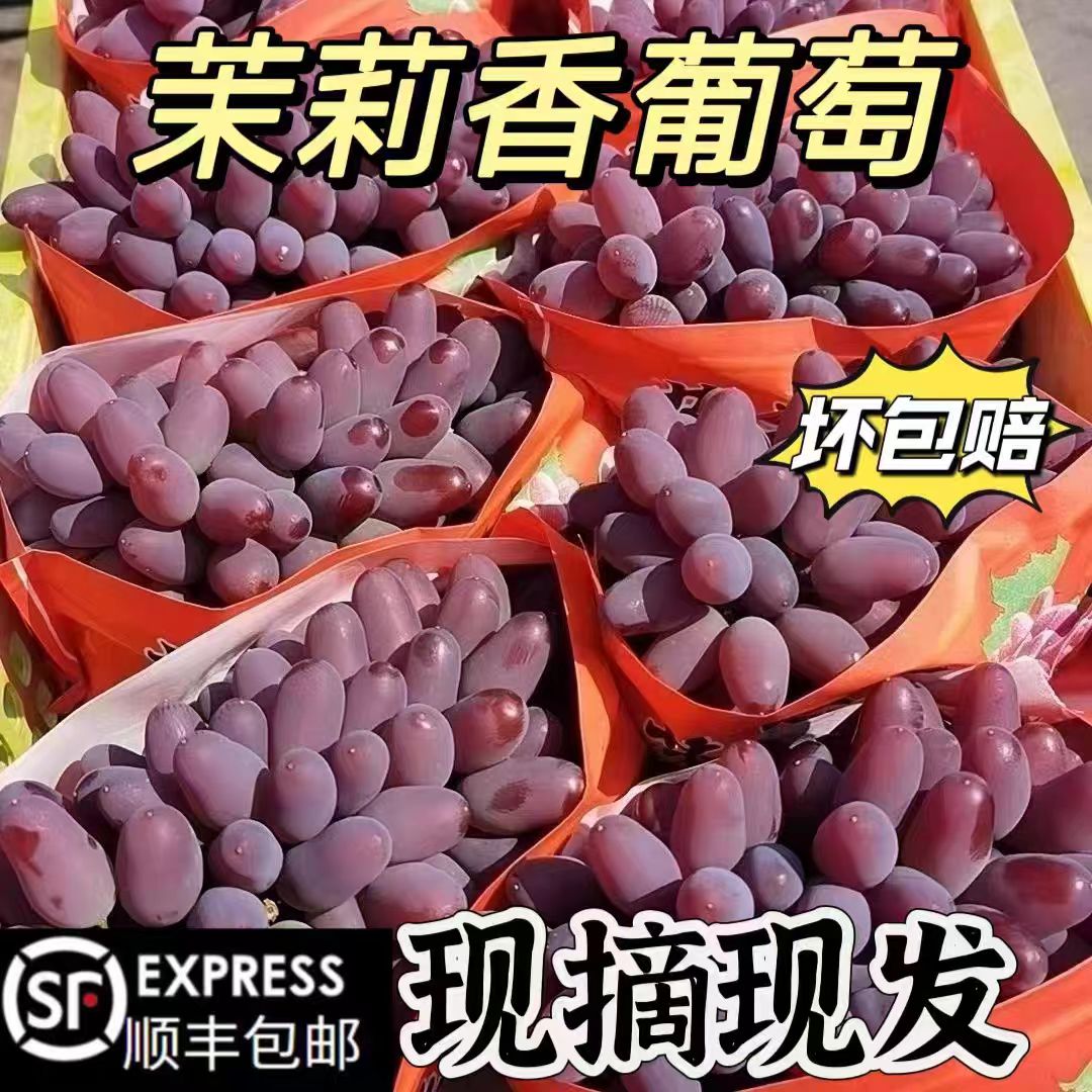 顺丰云南茉莉花香葡萄新鲜无籽玫瑰香郁金香现摘现发当季水果