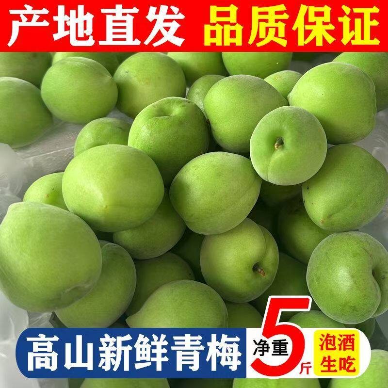 2026新鲜青梅鲜果现摘福建野生泡酒酸脆梅子水果青梅