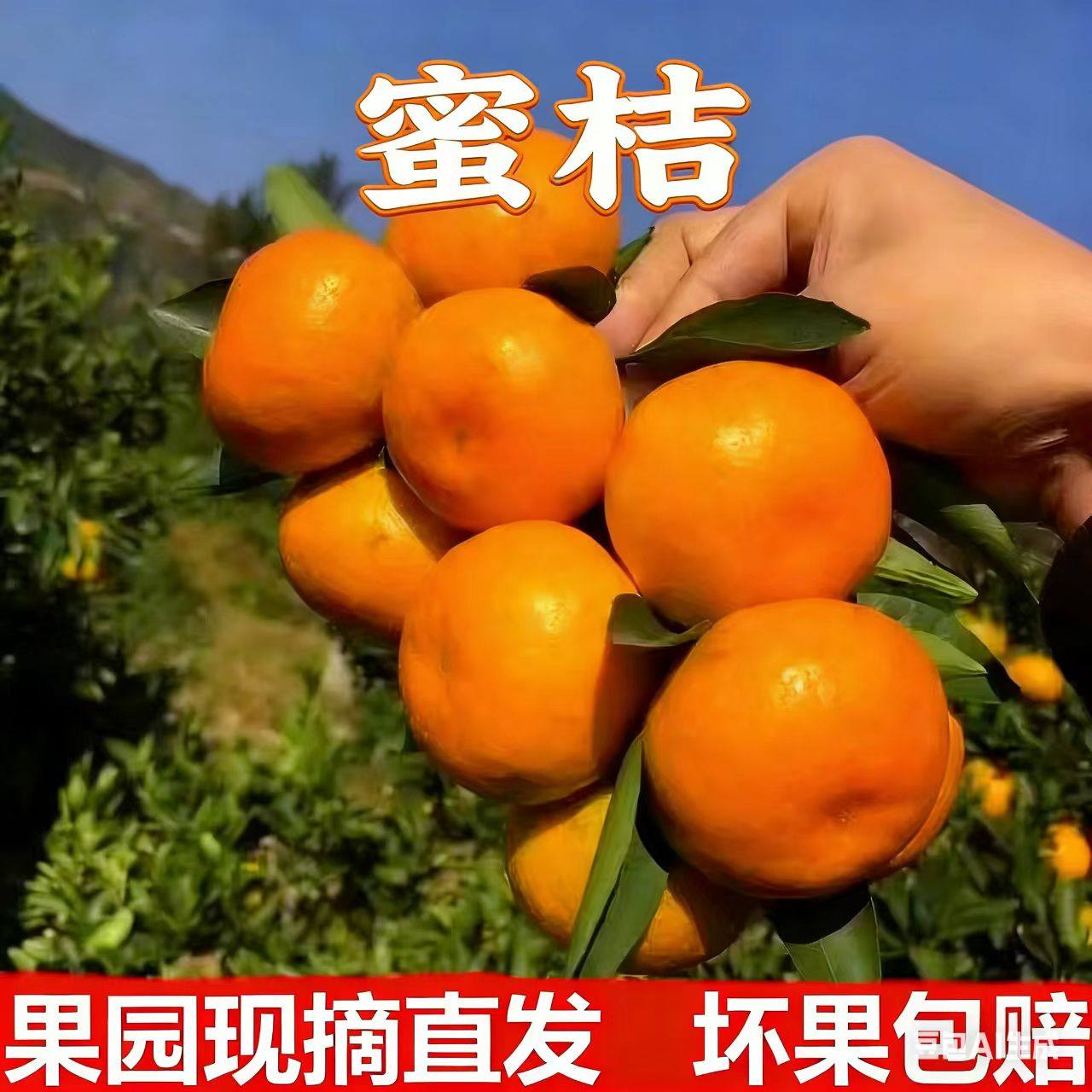 正宗蜜桔产区洞口雪峰新鲜水果现摘橘子皮薄柑橘味美甘甜,水产肉类/新鲜蔬果/熟食,桔子,淘宝优惠券,粉丝福利购,淘宝优惠卷