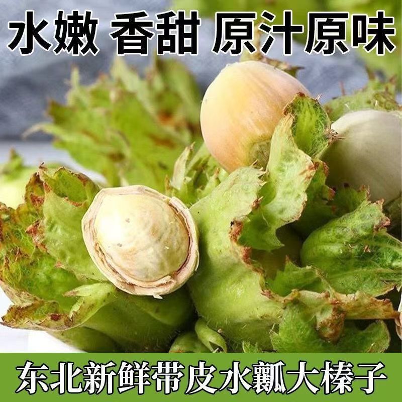 新鲜2026年榛子新货特产原味带绿皮水仁鲜榛子坚果青皮大榛子批发
