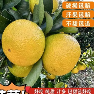 正宗新鲜桔柚非庆元会昌甜橘柚孕妇桔子甜心黄金柚包邮产自建阳