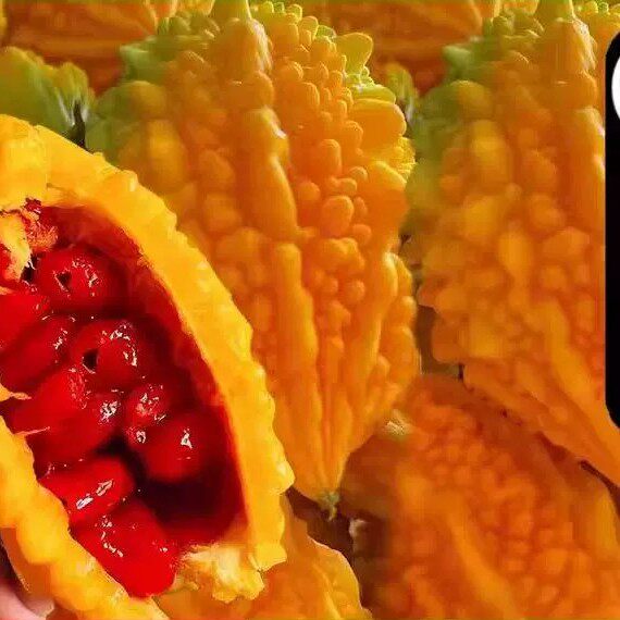 罕见金铃子新鲜水果赖葡萄鲜果现摘金癞刺濑瓜小苦瓜红娘果小癞瓜