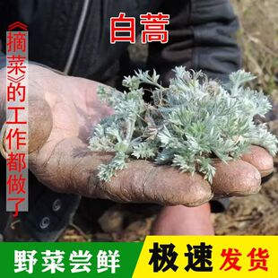 白蒿新鲜【去根】26年纯自然蔬菜叶菜野菜新鲜茵陈蒿 野生半斤1斤