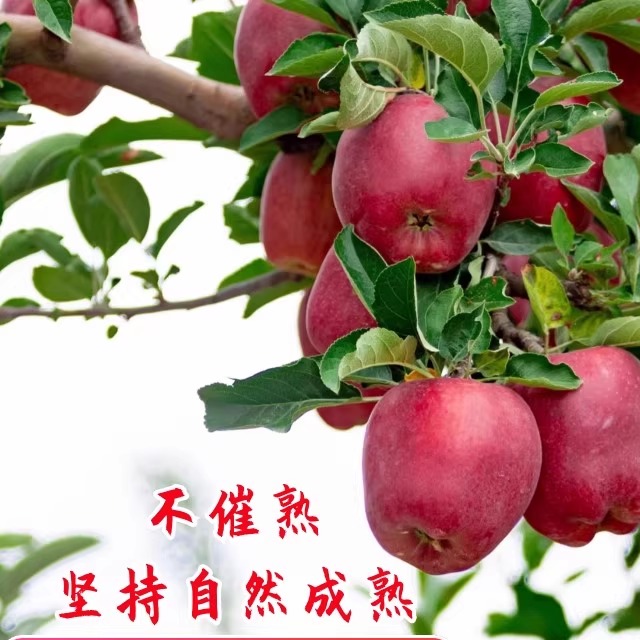 甘肃正宗天水花牛苹果孕妇水果当季红蛇粉面果当季新鲜平安果整箱