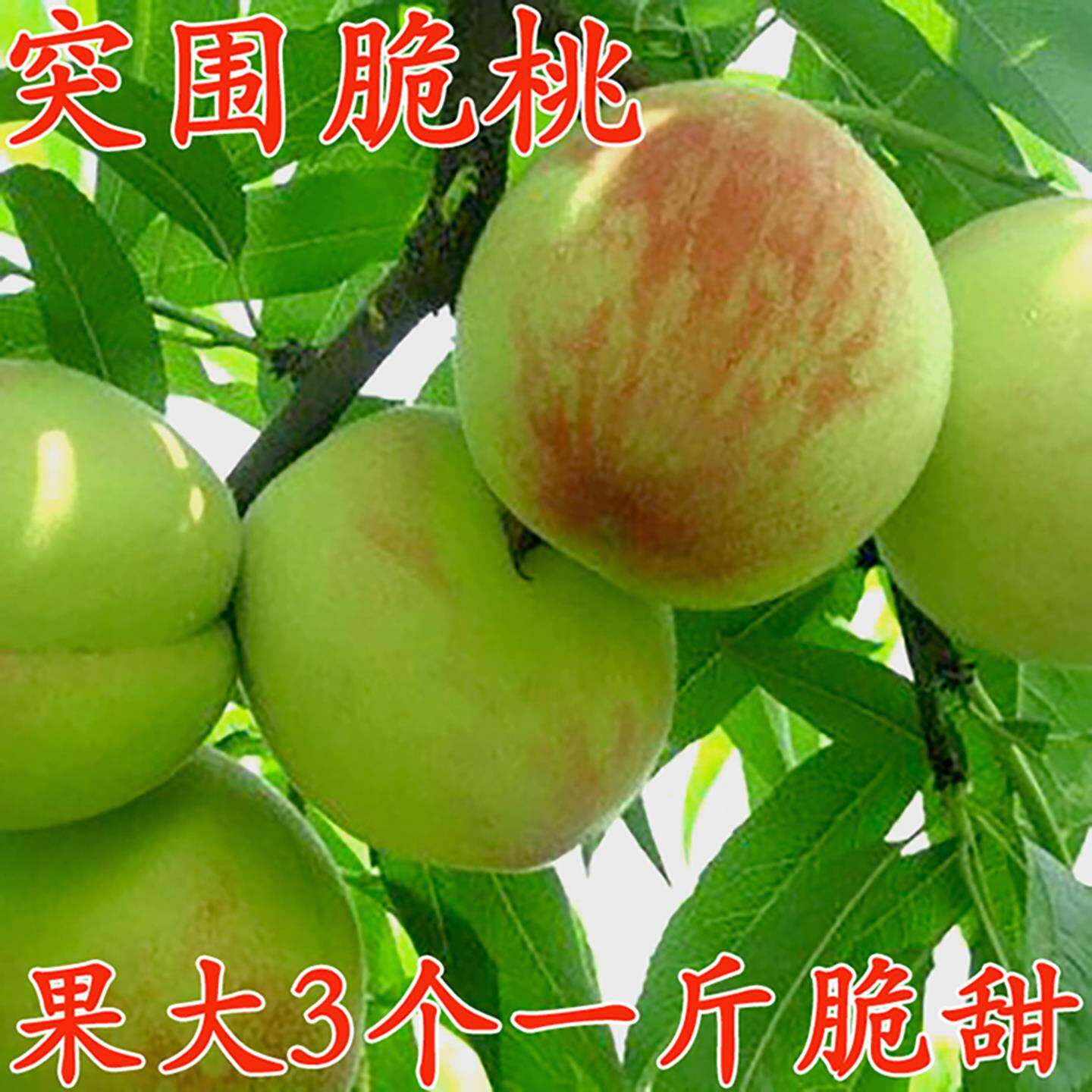 脆桃新鲜水果桃子五月毛桃水蜜桃大脆桃湖北应季当季红心鲜果现摘