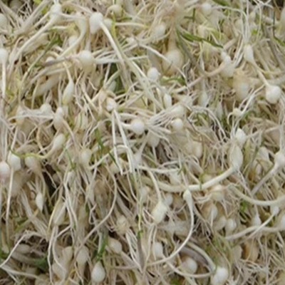 东北新鲜野生山野菜 小根菜大脑瓜嘣蹦小根蒜山菜500g2份包邮