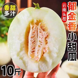 25年云南郁金香甜瓜当季 现摘整箱头茬脆甜香瓜新鲜水果