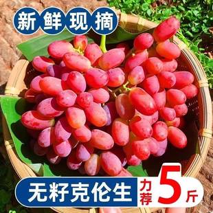 应季克伦生无籽红提整箱包邮现摘5斤脆甜鲜葡萄孕妇水果凉山礼盒