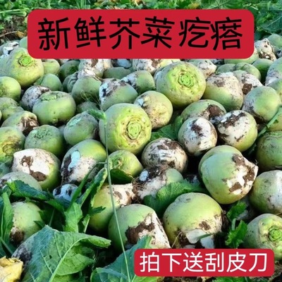 芥菜疙瘩新鲜芥菜新鲜大头菜芥菜丝辣菜产地直销农家自种蔬菜