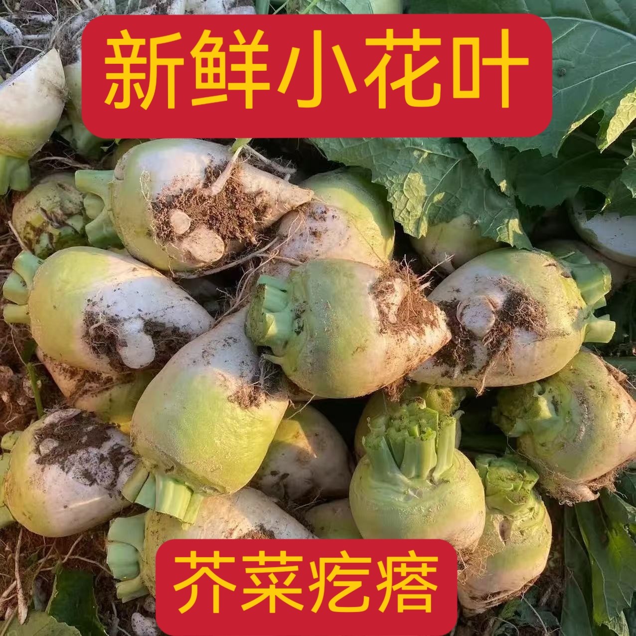 芥菜疙瘩新鲜芥菜新鲜大头菜芥菜丝辣菜产地直销农家自种蔬菜,水产肉类/新鲜蔬果/熟食,其它,淘宝优惠券,粉丝福利购,淘宝优惠卷