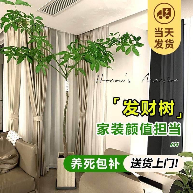 稀有原生发财树盆栽老桩造型大棵室内客厅大型绿植乔迁新居发财树