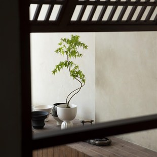 常绿小众盆景桌面植物 意境绿植盆栽四季 诗与自然 流泉枫树中式