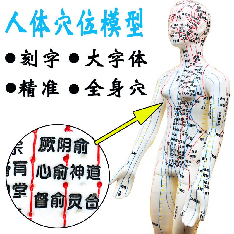 刻字超清晰人体穴位模型双臂可转小人针灸模型中医14经络大字体