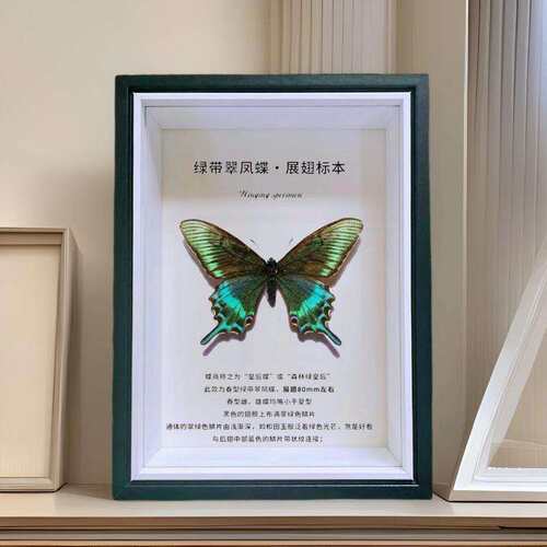 木质中空玻璃立体相框蝴蝶昆虫果实标本装裱摆台黑色展示空画框