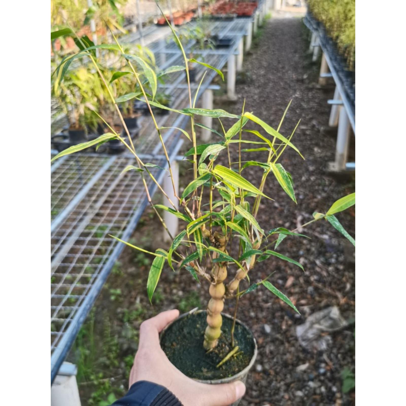 精品金丝佛肚竹老桩苗水培盆景四季常青室内好养易活文人观赏