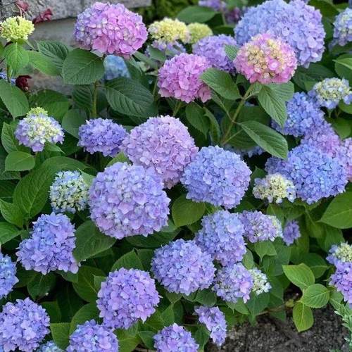 无尽夏绣球花苗盆栽老桩室内花卉玫瑰花苗多季开花好养绿植物阳台