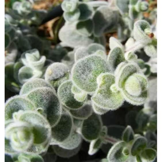 有机岩爱草/白藓牛至 希腊 七月预团 测试炼接 原料 许诺言