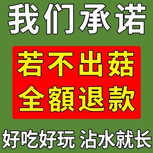 羊肚菌菌种蘑菇种植包盆栽儿童可食用阳台室内家庭自种食用菌包袋
