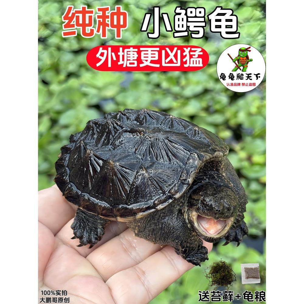 外塘北美小鳄龟凶猛拟鳄龟鳄鱼龟宠物鳄龟观赏杂佛鳄龟乌龟活物,宠物/宠物食品及用品,龟/鳖,淘宝优惠券,粉丝福利购,淘宝优惠卷