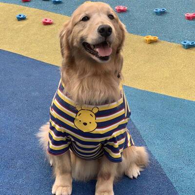 大型犬拉布拉多金毛阿拉斯加萨摩耶帅气宠物衣服秋冬加绒保暖服装