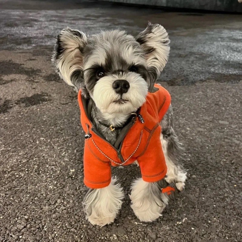 宠物比熊博美雪纳瑞小型犬小狗泰迪狗狗衣服秋装两脚衣连帽卫衣