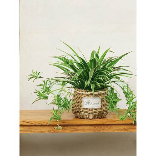 特级垂吊大吊兰盆栽稀有多年老苗净化空气植物好养耐旱绿植