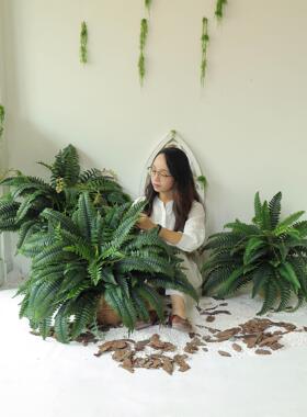 采购产品模拟绿色植物，园林绿化植物，假的经典可及的豪华经典彷