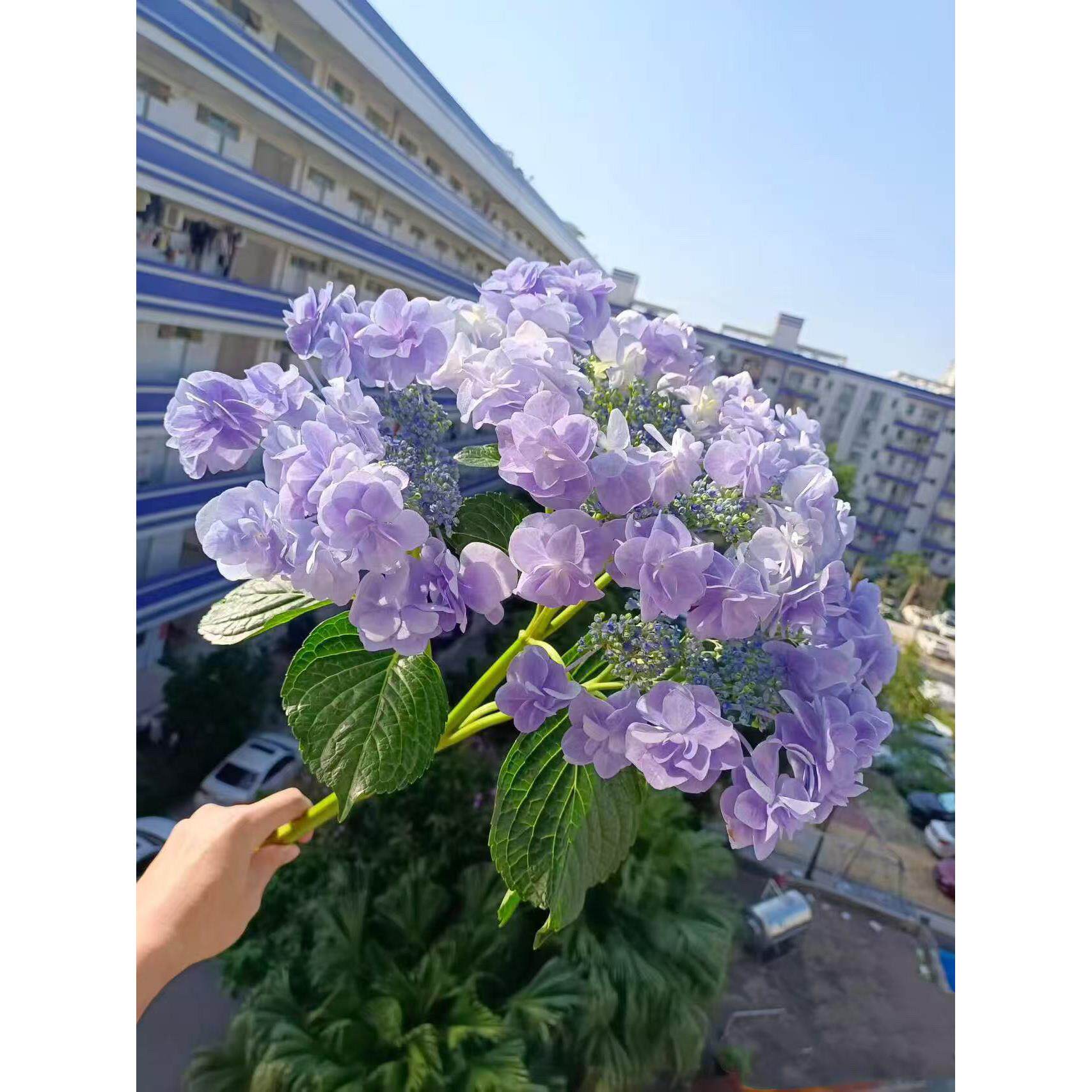 头花大花绣球花苗四季好养阳台庭院植物花卉盆栽