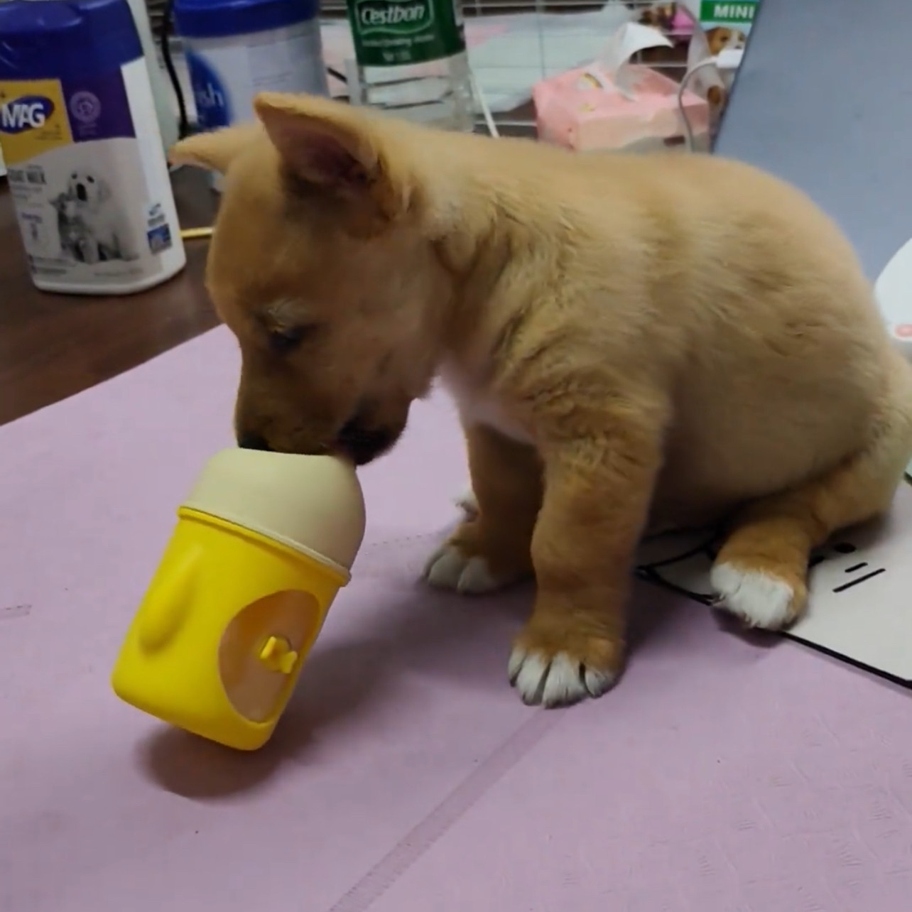 喂奶器新生猫咪用喂奶神器可爱大容量便携幼宠专用喂奶器2026