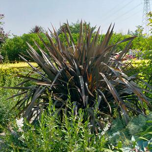 罗曼的花园 新西兰亚麻盆栽苗金边剑麻金心软叶丝兰庭院花镜彩叶