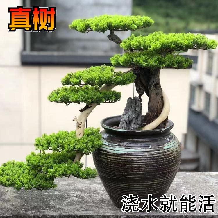 真树迎客松盆景盆栽树根雕迎客松天然摆件松树涯柏岩柏枯木老桩图片