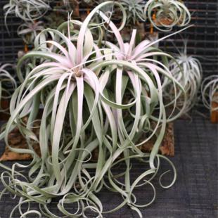 空凤来仪 空气凤梨 LY杂交 喷泉x电卷 无土植物 懒人植物