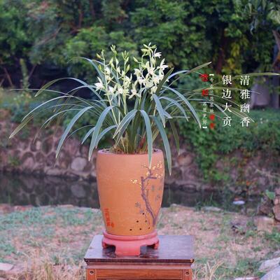 桃腮素名贵贡品兰花正宗银边大贡清香凛冽四季建兰苗室内盆栽阳台