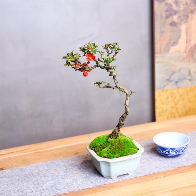 日本红花1号长寿梅观叶观花观果小盆栽茶桌老桩海棠盆景微型小树