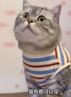 猫咪衣春秋薄款防掉毛纹金服层蓝猫美短条衫不易脱宠物渐默认ATDB