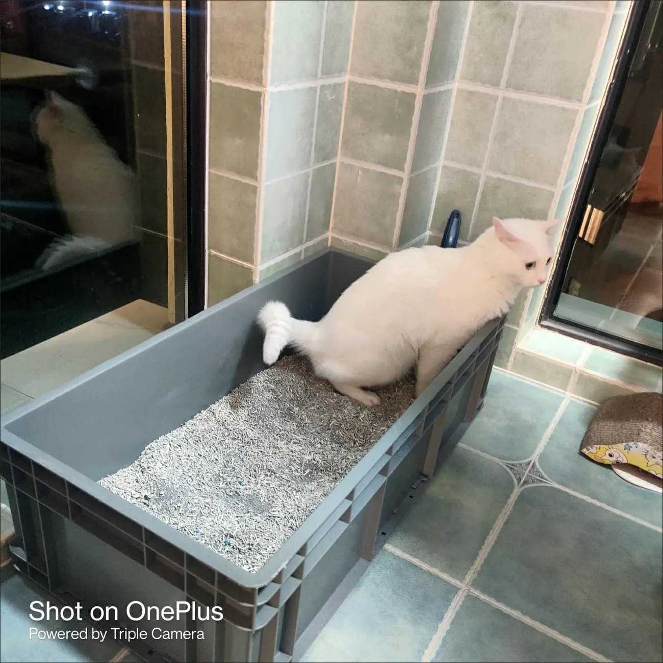 猫砂盆号特大号80cm缅因猫巨大号集装箱大周转物流箱巨型