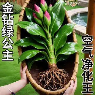 水培植物大叶金钻盆栽绿公主办公室内桌面绿萝净化空气水养盆栽