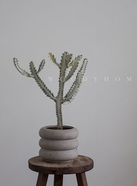 本木庐舍丨白龙骨白帝锦仙人掌绿植盆栽 沙漠风 稀有白色多头龙骨