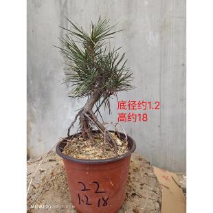 日本三河黑松原生籽播苗丛林小品绿植盆栽特价带盆包邮