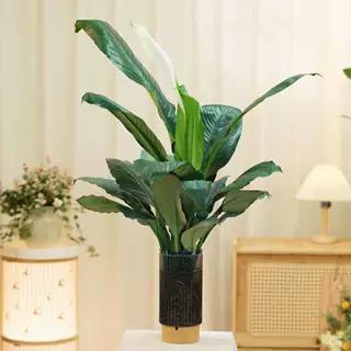 水培万年青大叶绿巨人盆栽绿公主室内桌面净化空气水养绿植