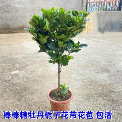 盆栽室内牡丹栀子花小叶栀子花大叶栀子花树苗庭院棒棒糖绿植