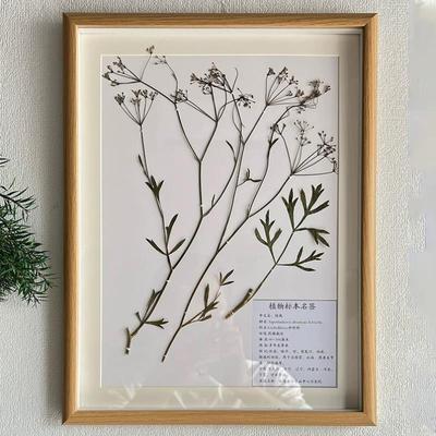 中药材原生植物标本中药装饰画框挂画纯植物教学学校生物课素材