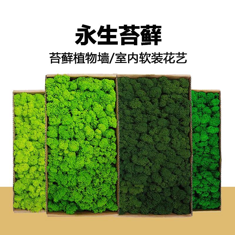 永生苔藓植物墙白发藓块真苔藓绿植墙干花背景墙青苔鹿蕊藓植物墙