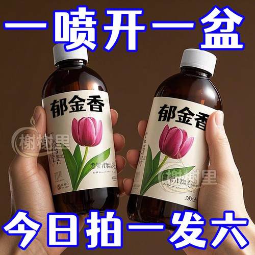 郁金香水培营养液郁金香肥料郁金香营养液改善郁金香黄叶不开花