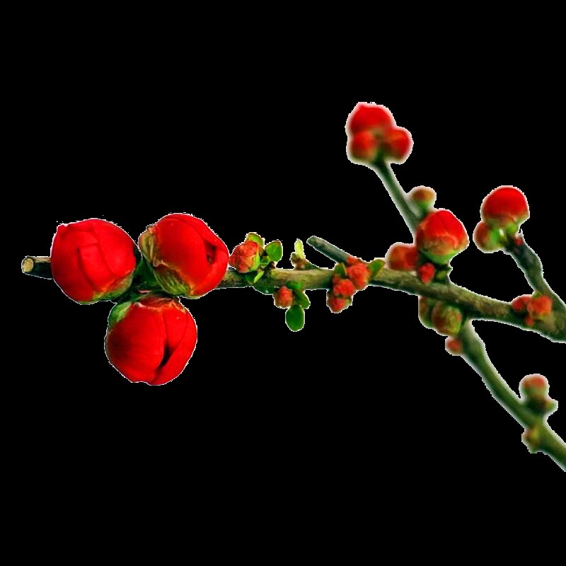 原生日式长寿冠海棠花盆栽四季开花重瓣花卉盆景老桩庭院室内绿植