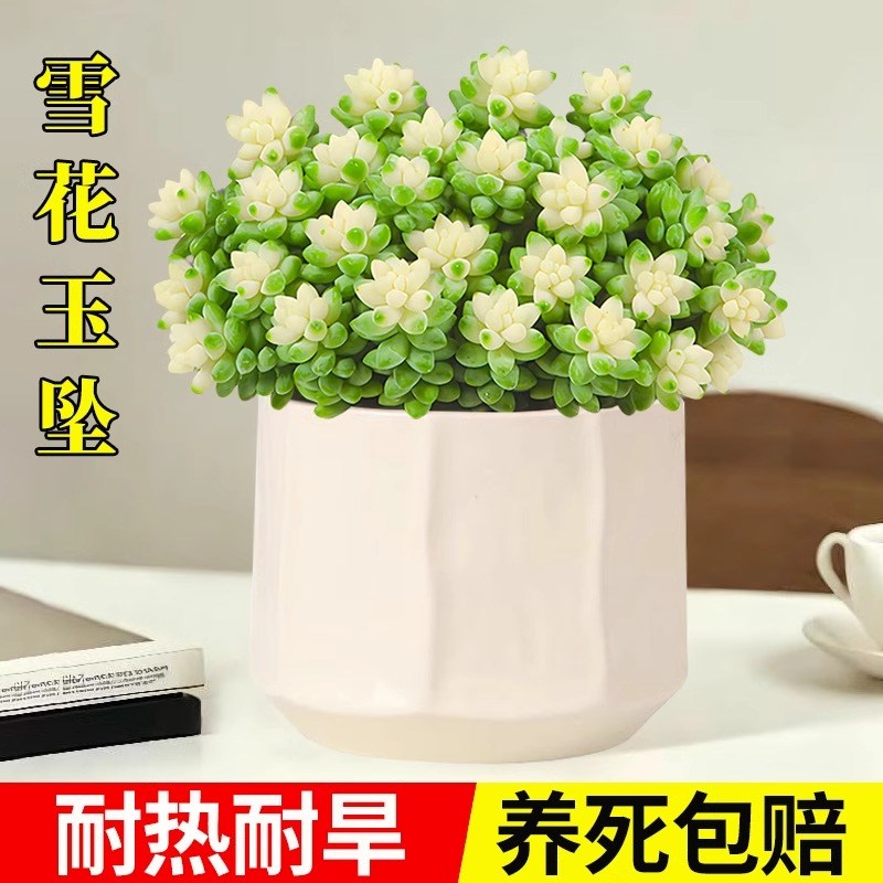 多肉植物雪花玉坠锦绿植盆栽室内桌面大颗好养客厅花卉办公桌肉肉