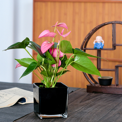 粉掌白掌盆栽室内花卉好养水培一帆风顺红掌水养四季常青开花绿植