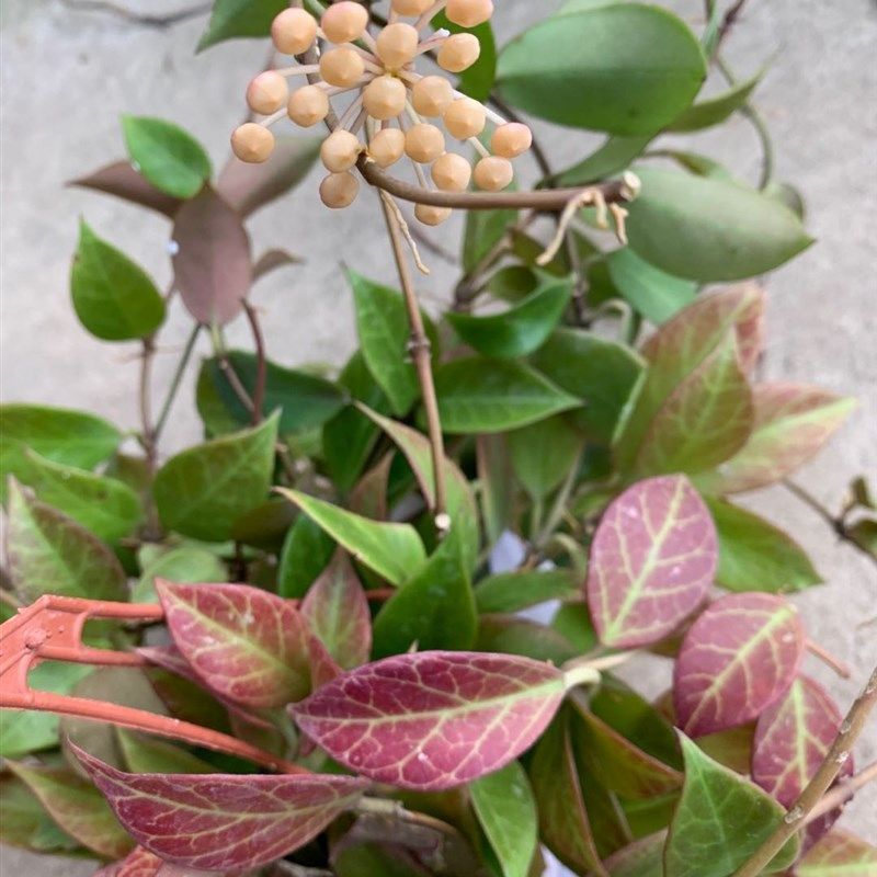 苏奈球兰 垂吊攀援花卉 绣球花盆栽绿植四季常青包邮,鲜花速递/花卉仿真/绿植园艺,绿植,淘宝优惠券,粉丝福利购,淘宝优惠卷