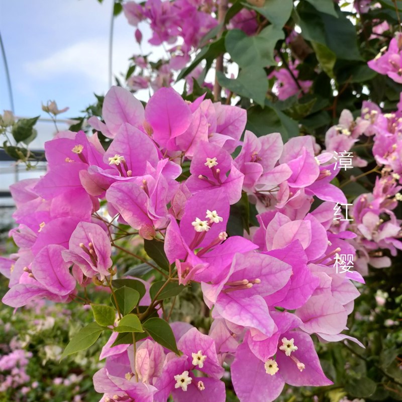 三角梅  漳红樱 百变红樱  花蝴蝶  原盆栽种扦插小苗不庭院