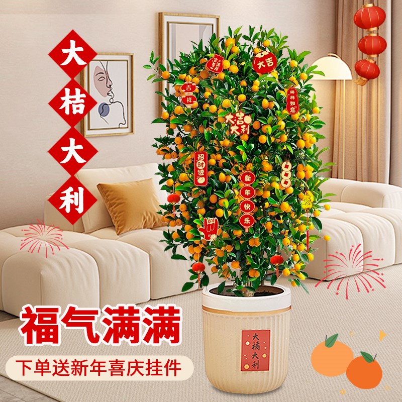 金桔盆栽带果年桔可食用橘子树苗四季盆景绿植物室内客厅年宵花卉